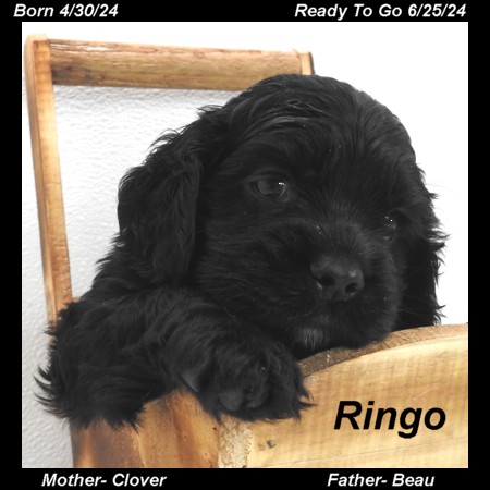 puppy, for, sale, Cocker Spaniel, Joe & Cherri  Overlease, dog, breeder, Miller, MO, dog-breeder, puppy-for-sale, forsale, nearby, find, puppyfind, locator, puppylocator, aca